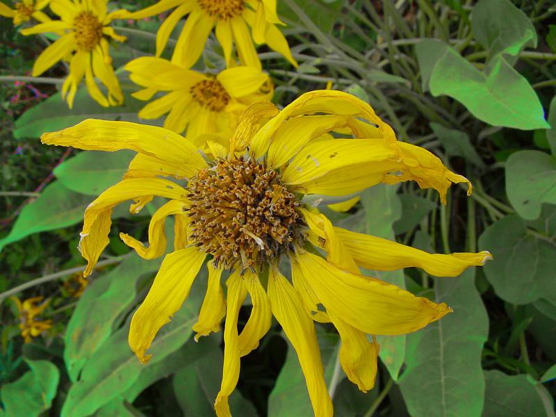 DSC00556.JPG
