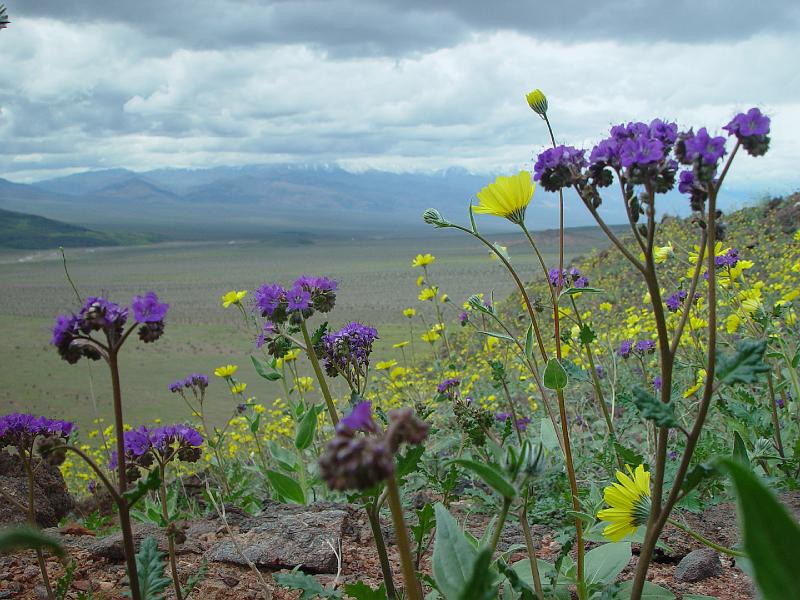 154.jpg - Desert Golds & phacelia.