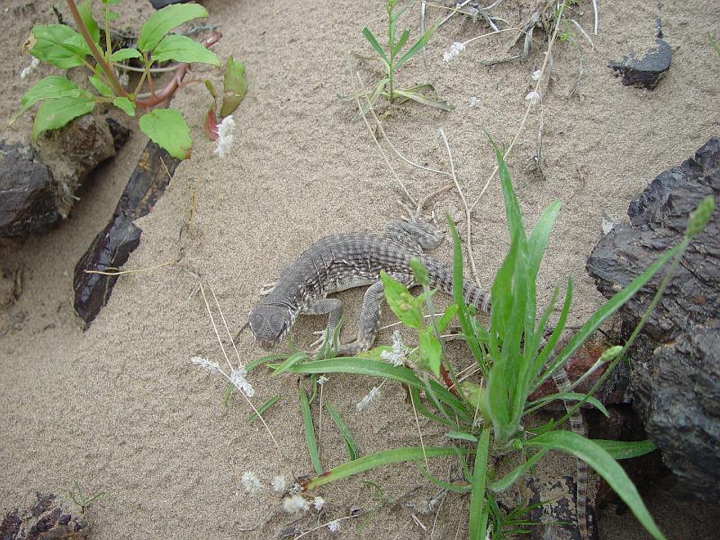 158.jpg - Mojave Fringe Toed Lizard