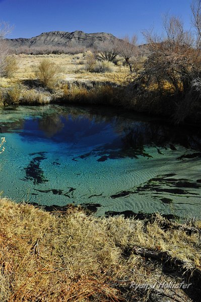 _DSC0212.JPG - And here's the star of the show!  Crystal Springs.  Its spits out about 2600 gallons of 86 degree water every minute!  The water originates from a confined aquifer that forces its way up to the surface here at Ash Meadows.