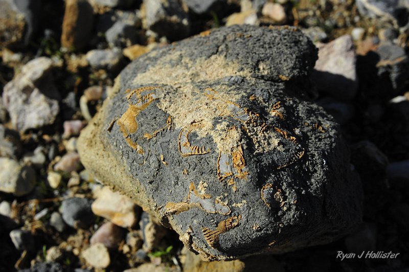 _DSC0239.JPG - Here's what the rock looked like out in the field.