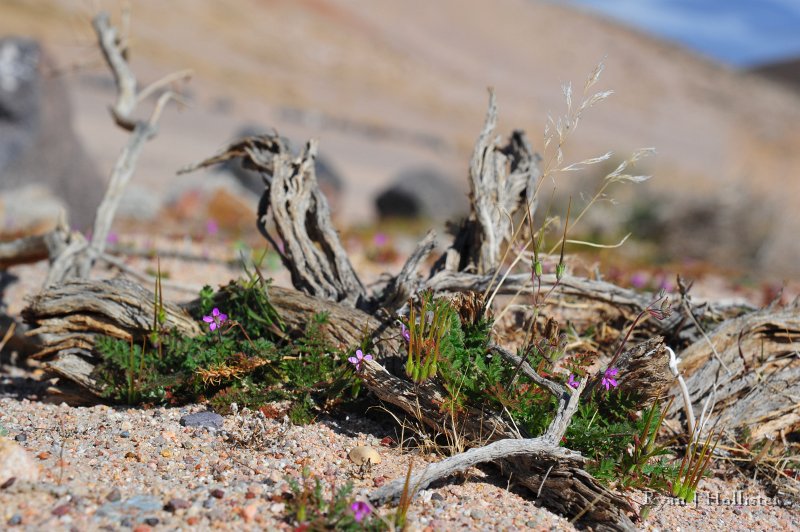 RJH_7803.JPG - Storks bill wildflowers growing amongst the dead stuff.