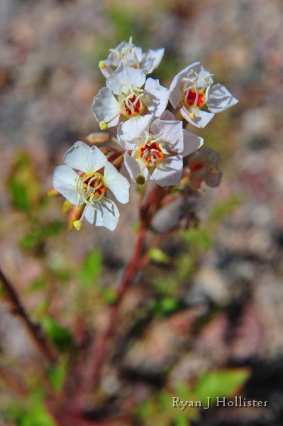 RJH_7887.JPG - Brown-eyed primrose.
