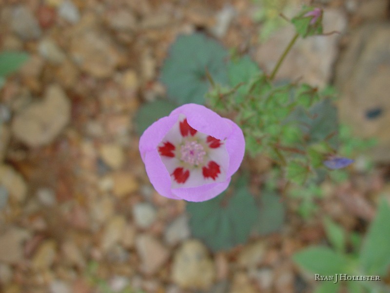 145.jpg - Desert five spot.
