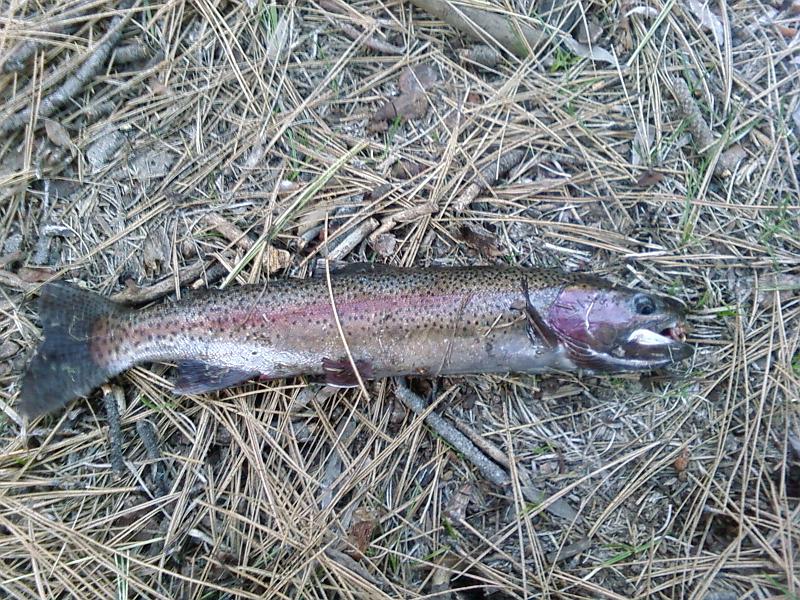Photo0131.jpg - Same hole, bigger fish.  about 17 inches.