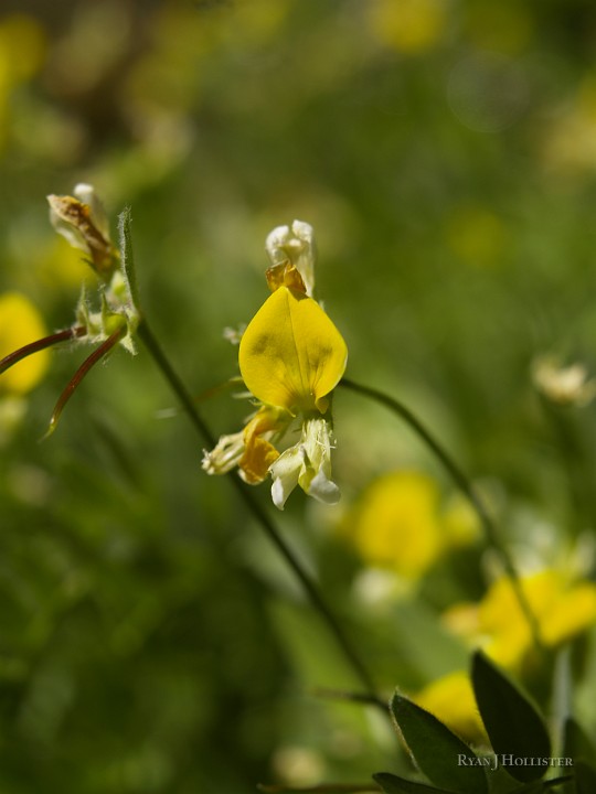 _8104759.JPG - I'm still trying to find the name of this flower.