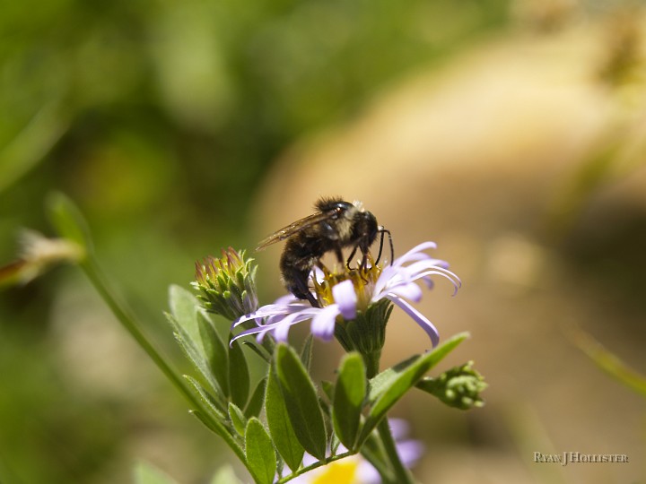 _8104775.JPG - Mind your own bee-sness.