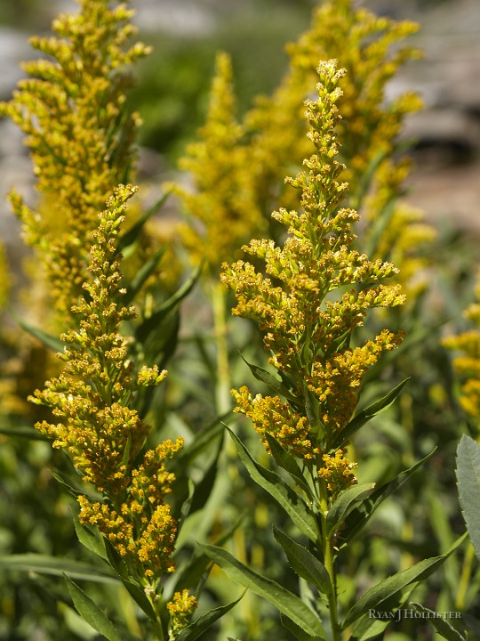 _8104786.JPG - Still doing research to find the name of this shrub.