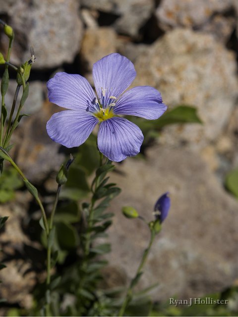 _7264392.JPG - Still trying to find the name of this flower.