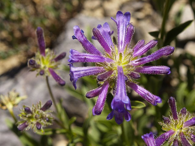 _7264431.JPG - Sierra penstemon