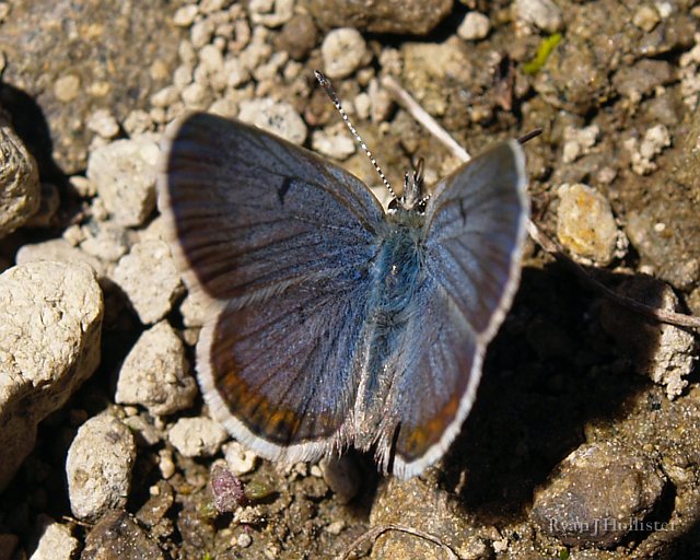 _7264444.JPG - An Acmon Blue butterfly gets a drink from the muddy shores of Ski Lake.