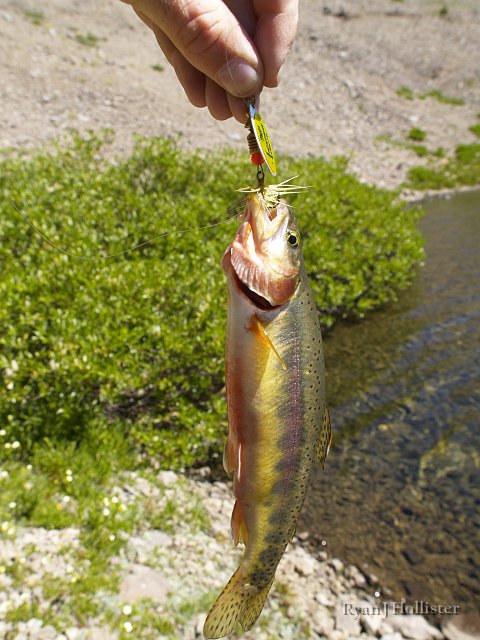 _7264447.JPG - Phew!  I was finally able to photograph a Golden Trout.  This one wasn't nearly as colorful or big as others I caught, but I was able to keep this guy on the hook for five seconds to take a picture.