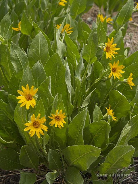 _7124156.JPG - The arrowhead search was delayed a bit to take photos of wildflowers.  This is Mule's Ear.