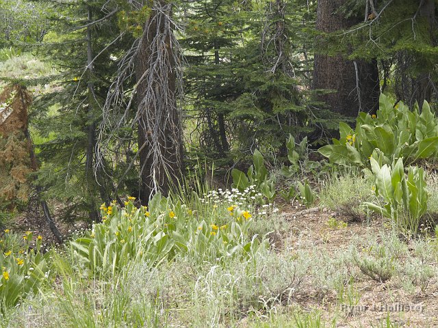 _7124177.JPG - On our way up to find the source of the petrified wood, we startled this Sierra grouse and her chicks.  Do you see her?