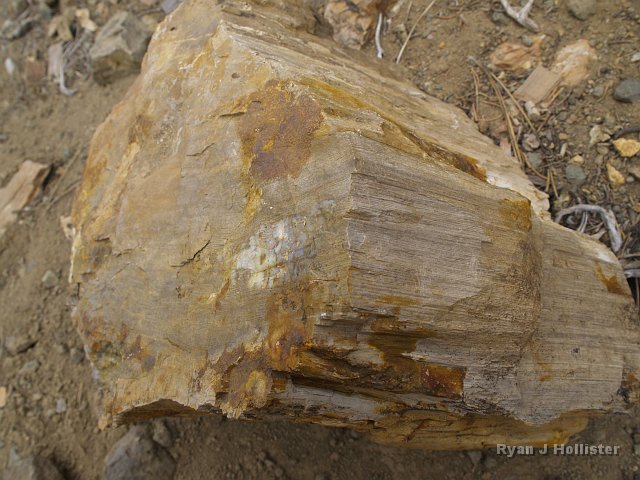 _7124181.JPG - Another nice piece of petrified wood.