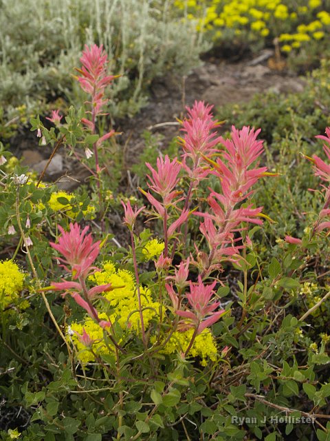 _7124208.JPG - Very coral-colored Indian Paintbrush and Sulfur Flower in the background