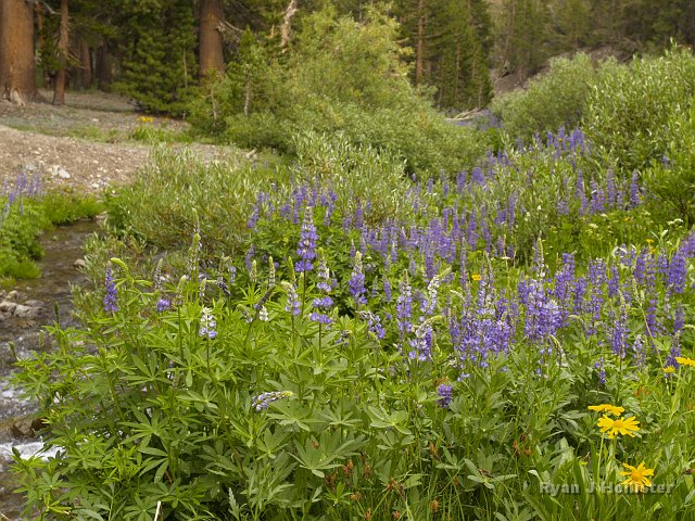 _7124217.JPG - Lupine at the Koening Creek crossing.