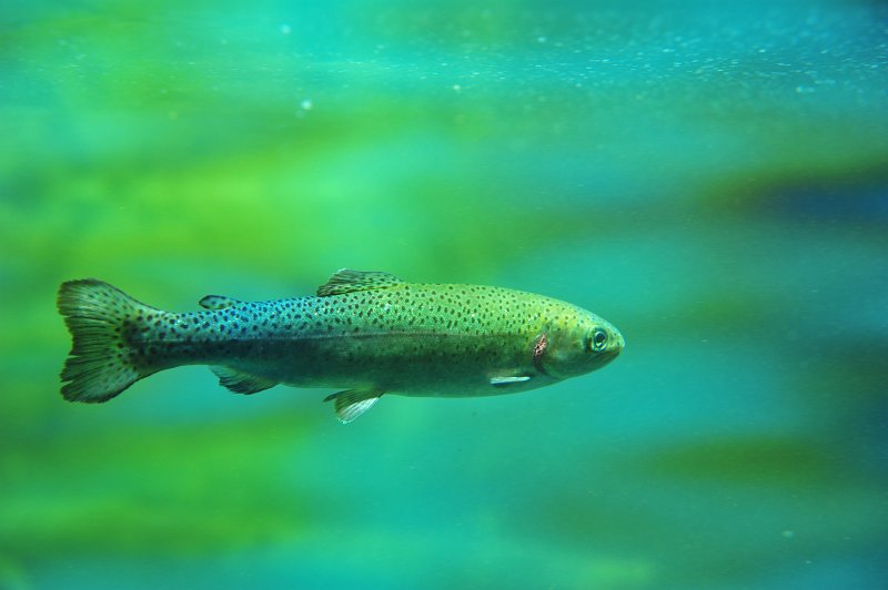 RJH_4028.JPG - Small rainbow trout in the stream profile chamber.