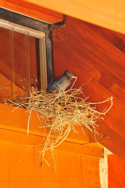 RJH_4039.JPG - Baby Steller's Jay nested above the restroom.