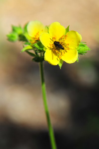 RJH_4043.JPG
