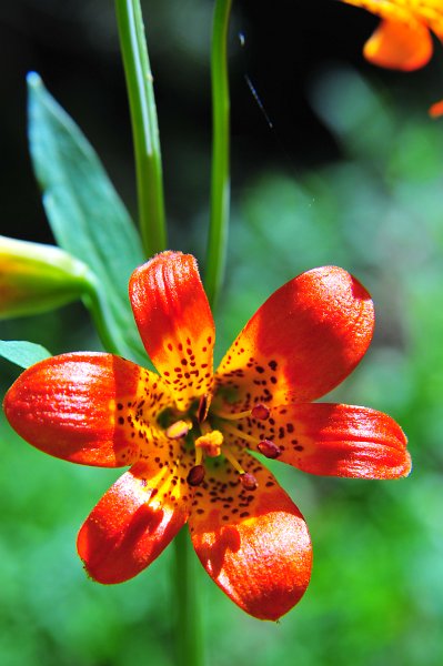 RJH_4049.JPG - Tiger lily.