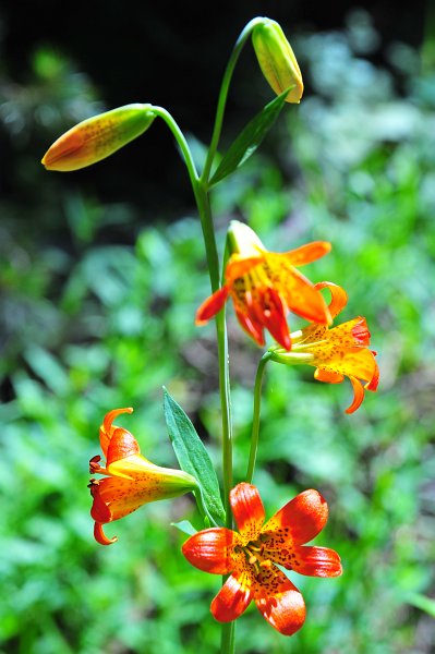RJH_4050.JPG - Tiger lily.