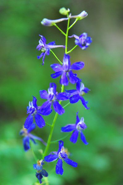 RJH_4067.JPG - Larkspur