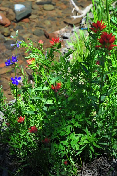 RJH_4128.JPG - Larkspur and paintbrush.