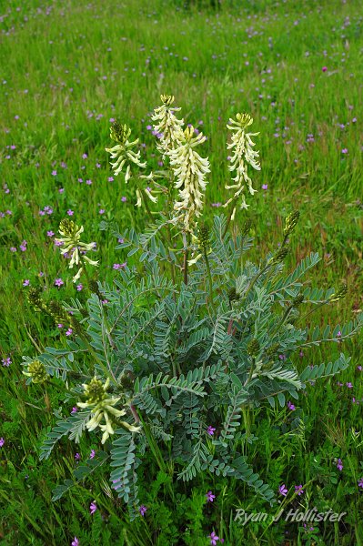 RJH_1194.JPG - Morro Milkvetch... looks like a pea, but is actually in the Fabaceae family.
