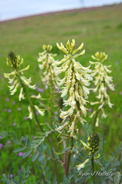RJH_1195.JPG - Morro Milkvetch, Astragalus curtipes.