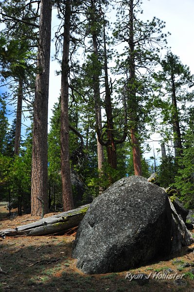 RJH_2521.JPG - Large stands of sugar pines scattered among the huge glacial erratics.
