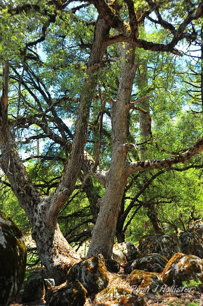 RJH_2530.JPG - Beautiful Oaks.