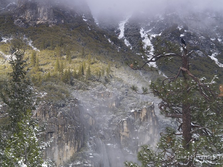 _C235992.JPG - Could I get another full framed view of Tunnel View before I left?  Nevermore said the raven perched atop the tree.