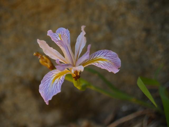 _6012363.JPG - Iris.