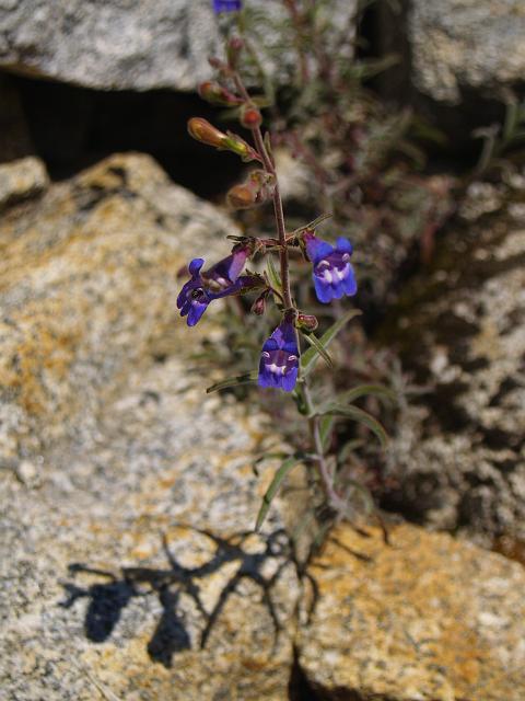 _6012385.JPG - Sierra Penstemon