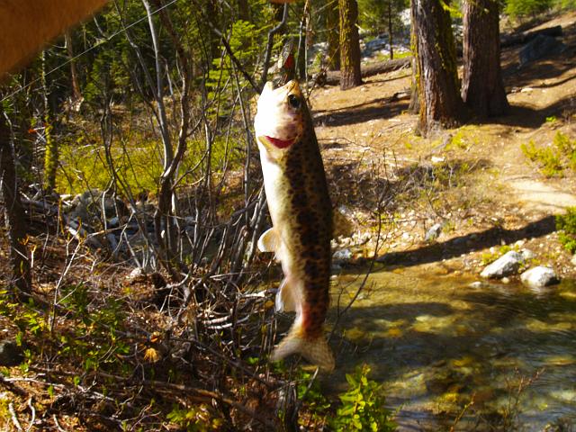 _6012416.JPG - I pulled this little guy from an unnamed feeder stream of Chilnualna Creek where the trail to the Chilnualna Lakes crosses.  I saw this little one resting on a log and pointed it out to my dad, who of course didn’t see it.  So I gave him a better view ;-)