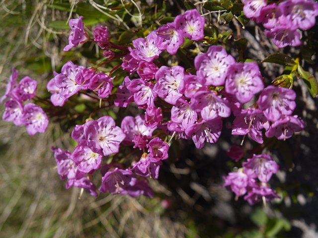 _7053977.JPG - Still researching the name of these little flowers.