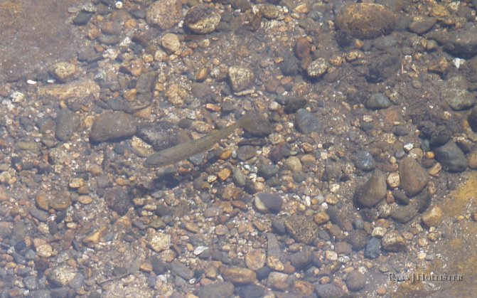 _8054486.JPG - A nice brown trout welcomed us to the bridge over the Tuolumne River near Lembert Dome.