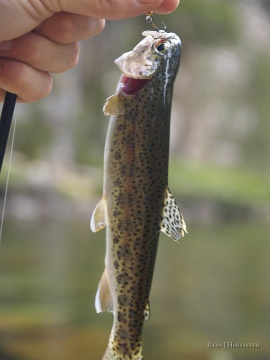 _8054516.JPG - A six-inch rainbow.