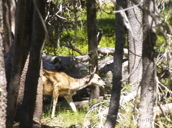 _8094632.JPG - This doe didn't give a hoot about us.
