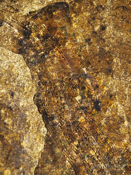 _8094641.JPG - These cool ripples were along the edges of the granite.