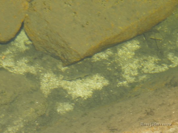 _8094664.JPG - That's one of the smaller ones in the middle of the frame.