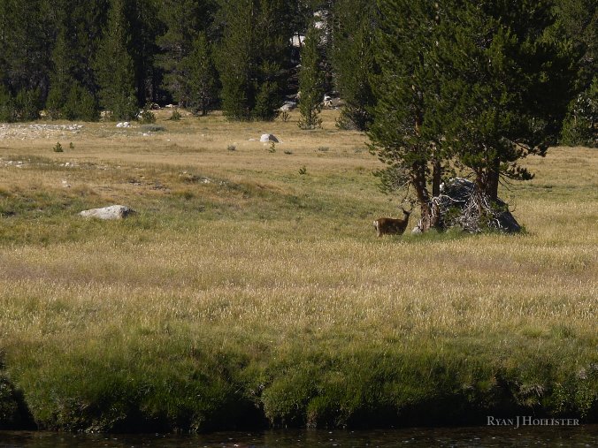 _8094713.JPG - He was about 150 yards away, which is why he looks so dinky in this photo.