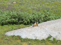 Marmot!