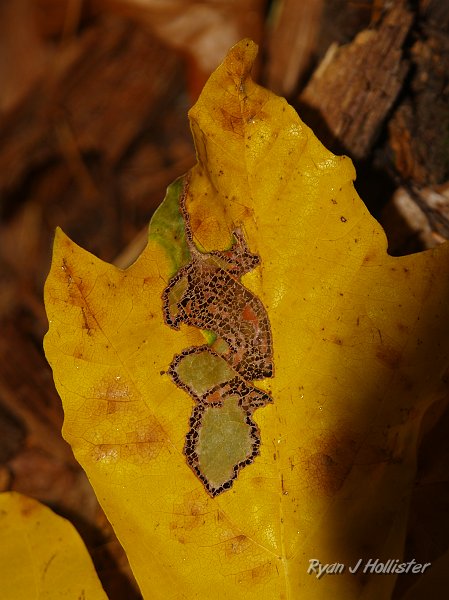 20091030_WildLink_PickUp_0514.JPG - Leaf it alone.