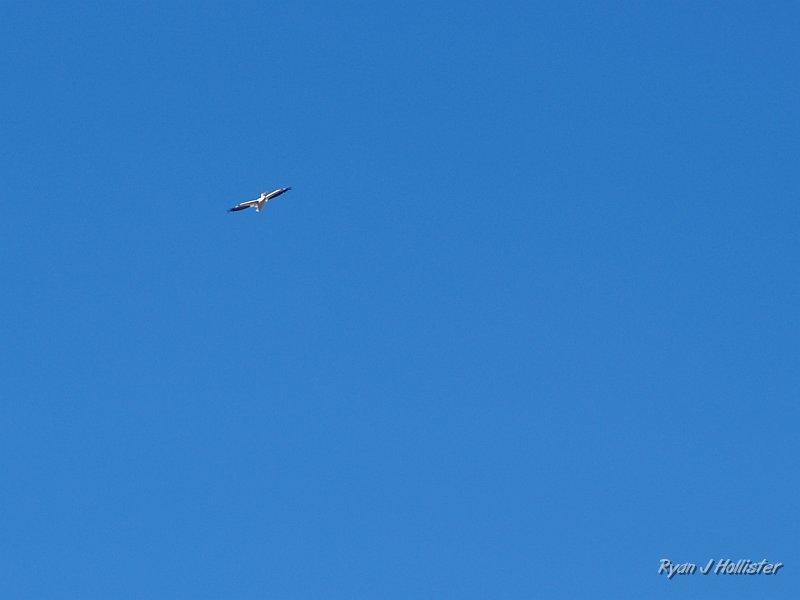 mendota_wildLink_111409_0926.JPG - A white pelican.