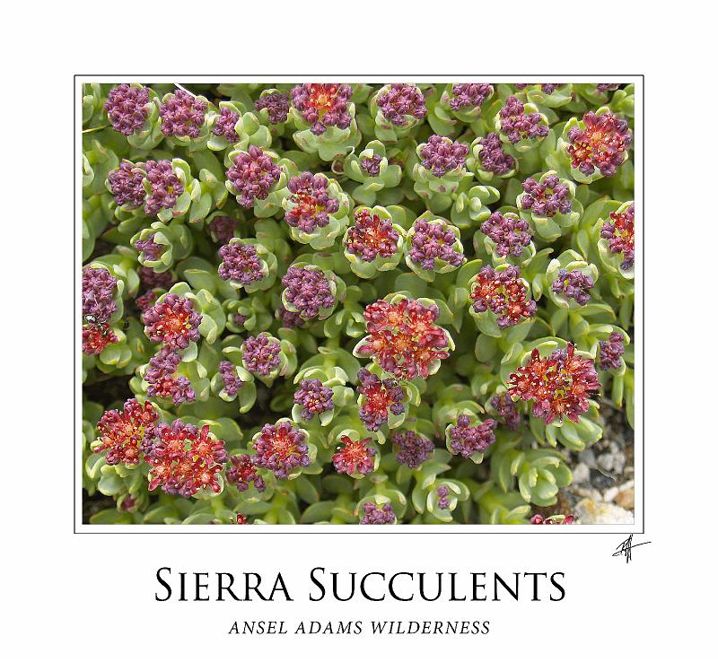 sierra_succulents_frame