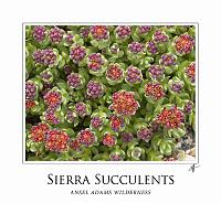 sierra_succulents_frame