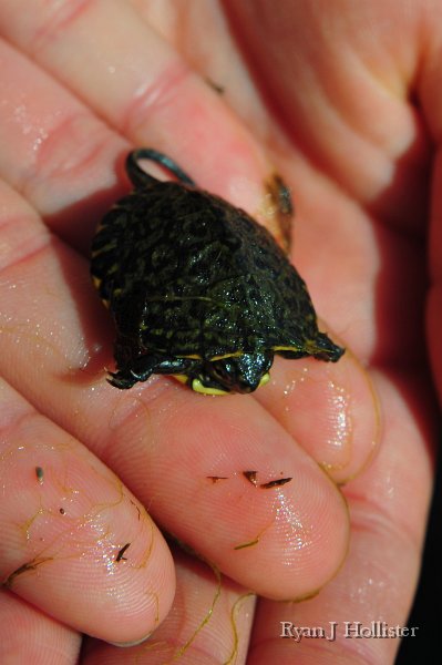 SanJoaquinEtAl54.jpg - Turtle from Los Banos Creek.