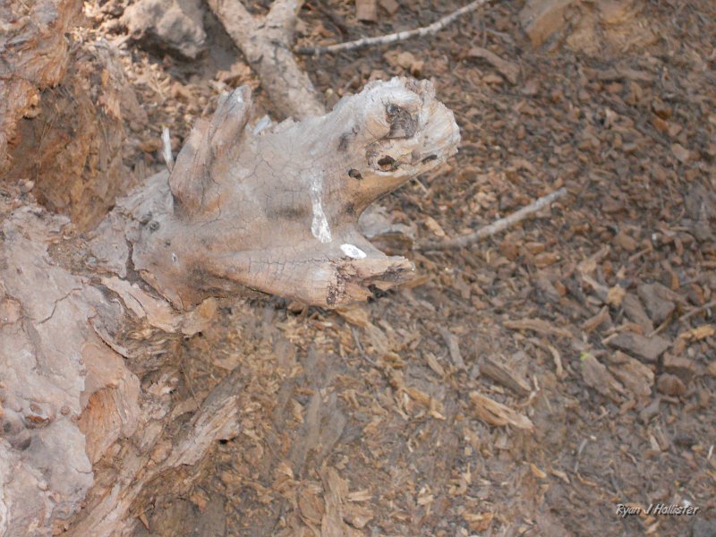 DSCN0038.JPG